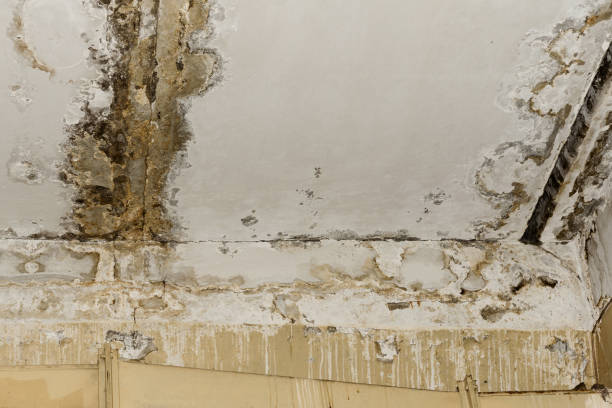 Best Mold Damage Restoration  in Dade City, FL